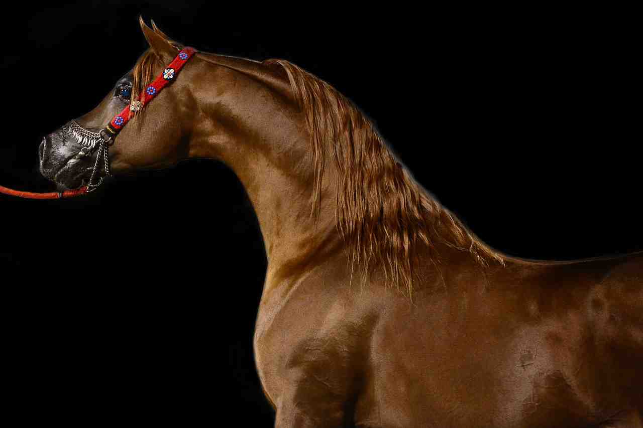 cheval, arabian, des animaux